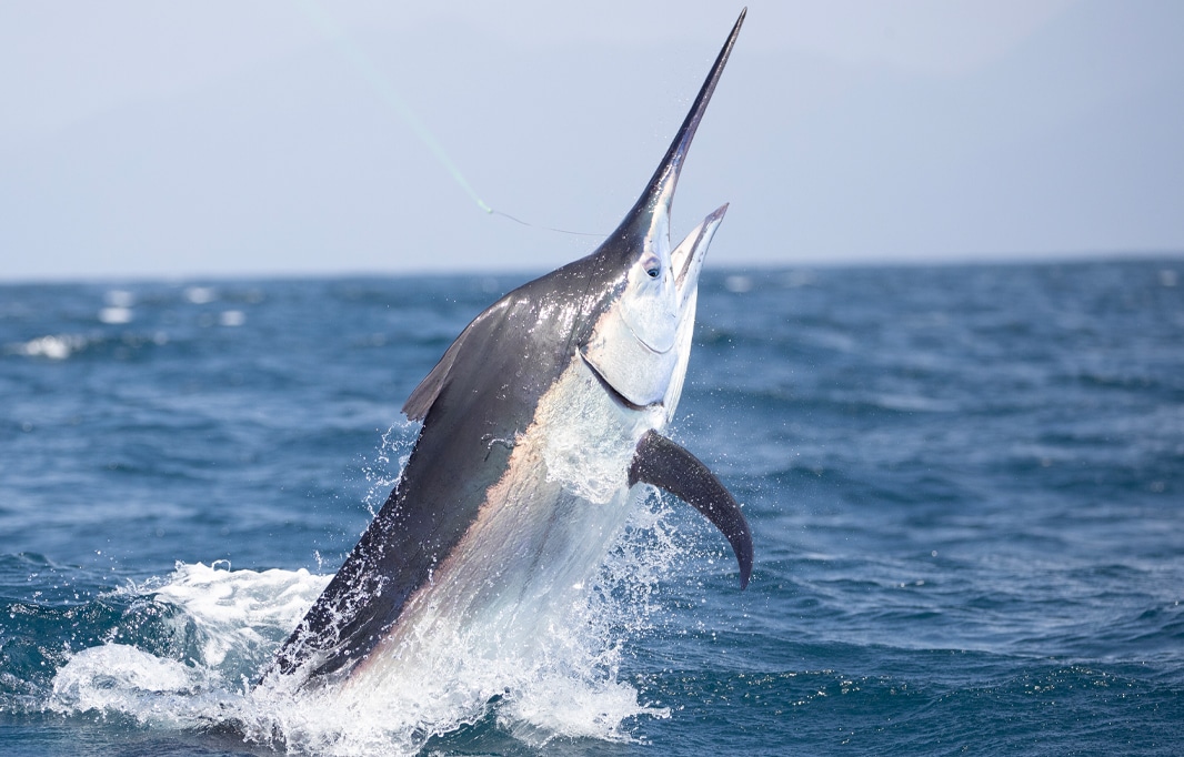 A Hannes Ribbner photograph of a marlin leaping from the ocean.