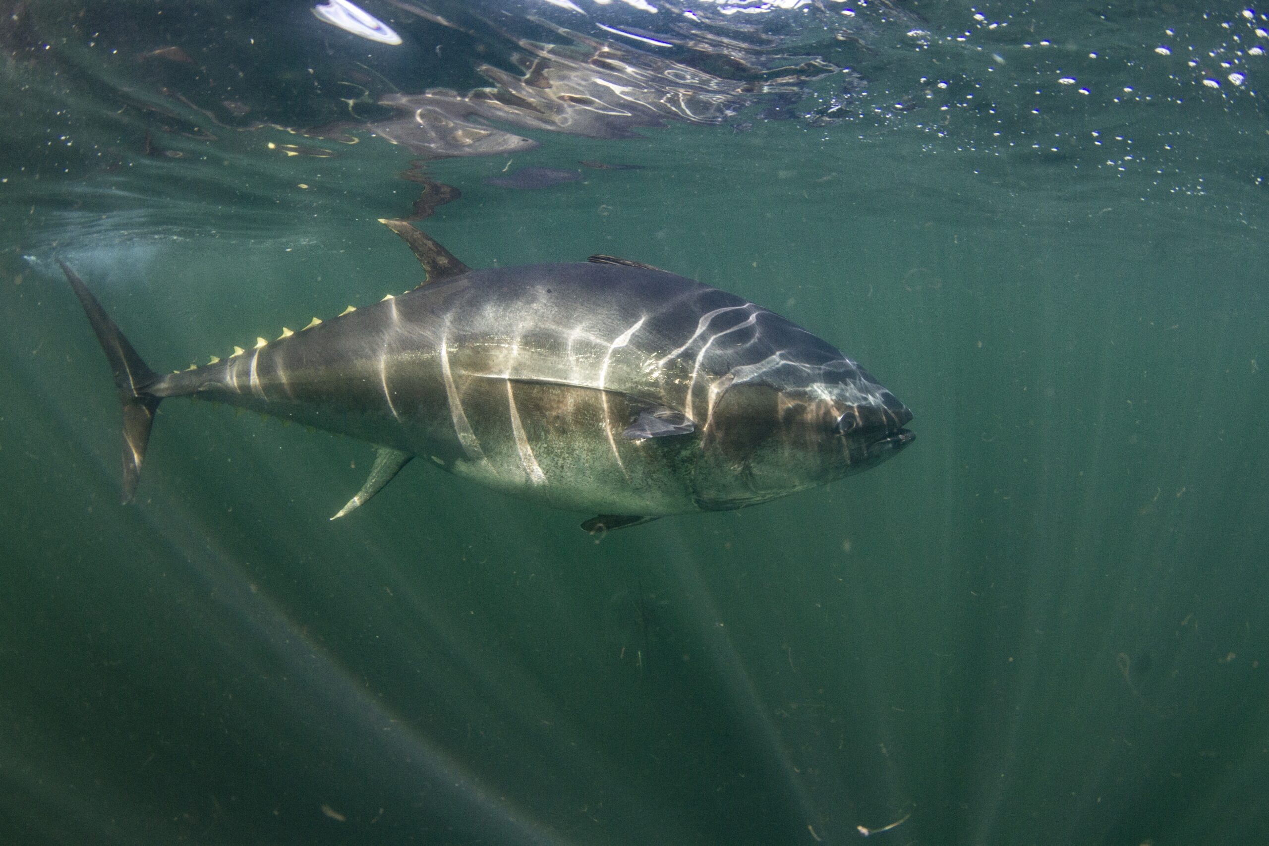 Bluefin tuna